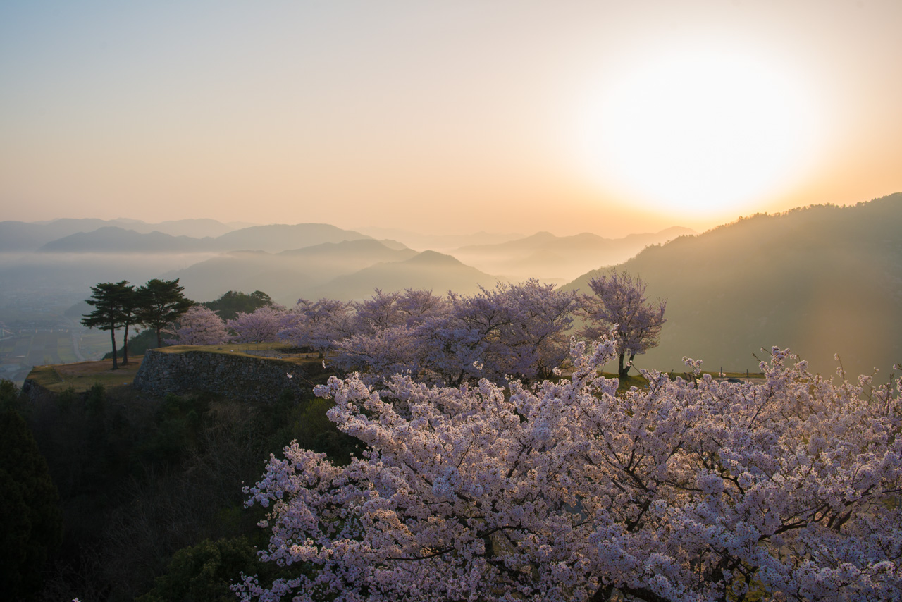 天空の城の満開の桜と昇る朝日の絶景撮影してみた。